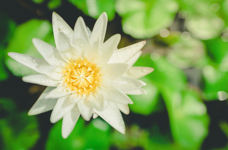 White Yellow Lotus flower and Lotus flower plants , water ,vintageの写真素材
