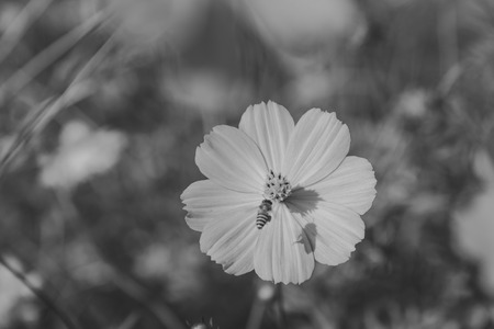 yellow cosmos flower in the park , black and whiteの写真素材