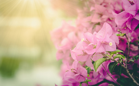 Purple Bougainvillea's flowers (Bougainvillea spectabilis) ,vintageの写真素材