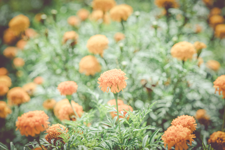 Pot marigold (Calendula officinalis) in the garden vintageの写真素材