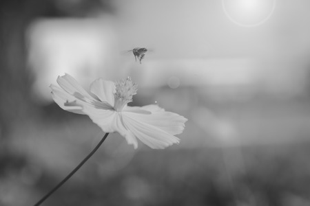yellow cosmos flower in the park , black and whiteの写真素材