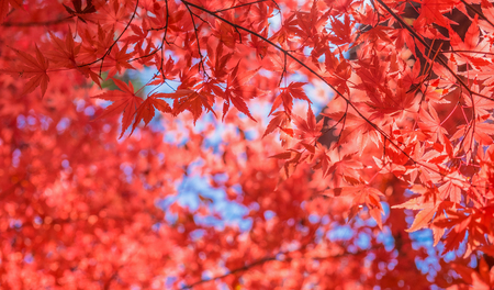 autumnal background, slightly defocused red maple leavesの写真素材