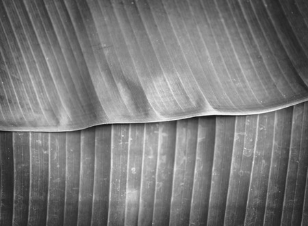 closeup of banana leaf texture, green and fresh, in a park , black and whiteの写真素材