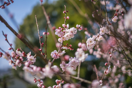 Beautiful flowering Japanese cherry - Sakura. Background with flowers on a spring day.の写真素材