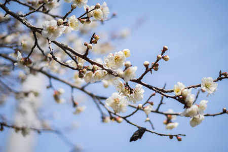 Beautiful flowering Japanese cherry - Sakura. Background with flowers on a spring day.の写真素材