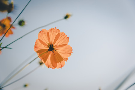 Yellow Cosmos flower and blue sky , vintageの写真素材