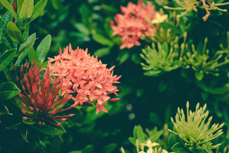 Ixora flowers in the garden at the park ,vintageの写真素材