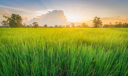 Rice field green grass landscape sunsetの写真素材