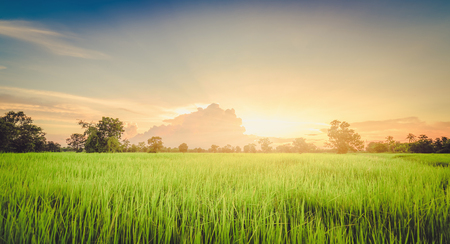 Rice field green grass landscape sunset ,vintageの写真素材