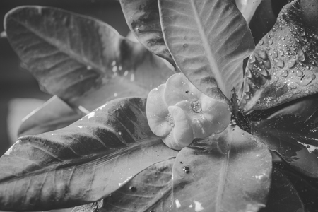 Crown of thorns flowers and worm , Euphorbia milli Desmoul , black and whiteの写真素材
