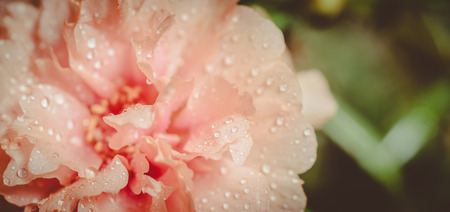 Pretty little flowers that is known in many names as Common Purslane, Verdolaga , vintageの写真素材