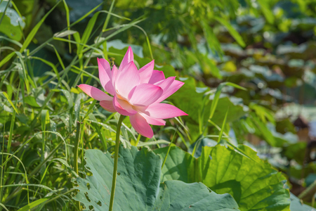 Lotus flower and Lotus flower plantsの写真素材