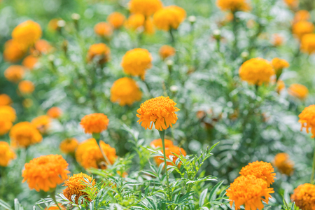 Pot marigold (Calendula officinalis) in the gardenの写真素材