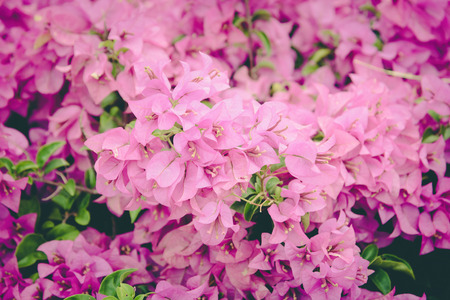 Purple Bougainvillea's flowers (Bougainvillea spectabilis) ,vintageの写真素材