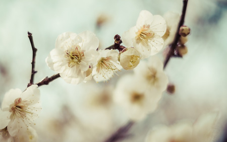 Beautiful flowering Japanese cherry - Sakura. Background with flowers on a spring day,vintageの写真素材