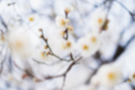 Beautiful flowering Japanese cherry - Sakura. Background with flowers on a spring day.,blurの写真素材