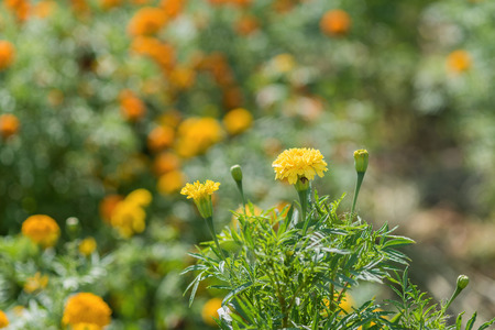 Calendula officinalis (pot marigold)の写真素材