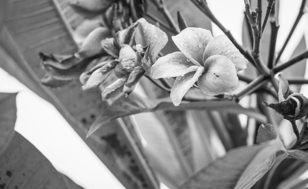 Luntom, Plumeria Flower , black and whiteの写真素材