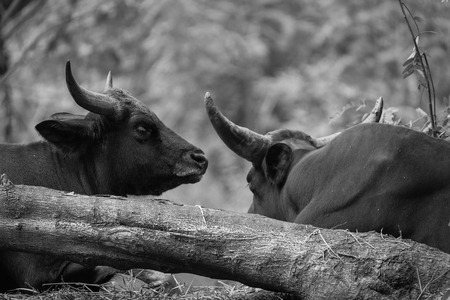 Gaur or indian bison in the Zoo.  black and whiteの写真素材