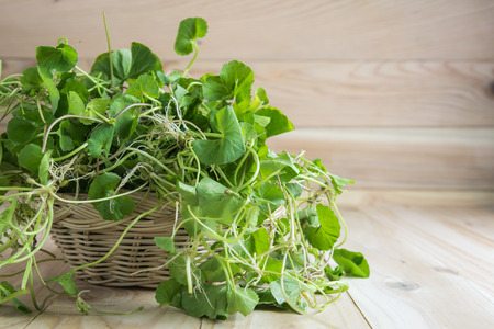 Green Asiatic Pennywort (Centella asiatica ) in a basket on wooden backgroundの写真素材