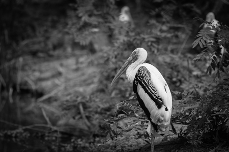 painted stork bird or mycteria leucocephala on nature background  black and whiteの写真素材