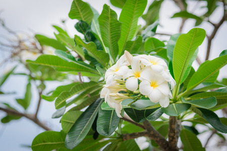 white frangipani tropical flower, plumeria flower blooming on tree, spa flower.の写真素材