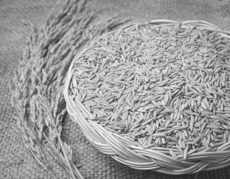 paddy on wicker baskets on the sack cloth , black and whiteの写真素材