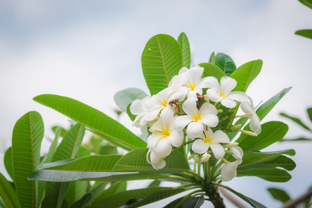 white frangipani tropical flower, plumeria flower blooming on tree, spa flower.の写真素材