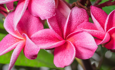 Pink plumeria on the plumeria tree, frangipani tropical flowers.の写真素材