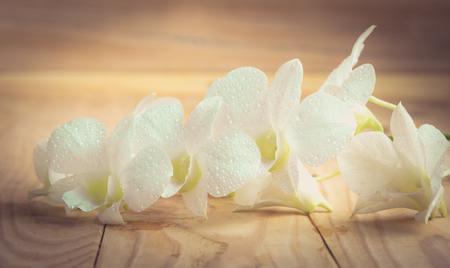 White orchid(Phalaenopsis ) on a wooden background close-up , vintage toneの写真素材