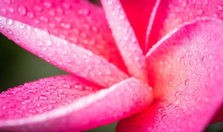 Pink plumeria on the plumeria tree, frangipani tropical flowers.の写真素材
