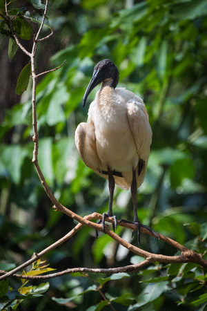 Oriental black White Ibis - Oriental White (Black-headed) Ibis.の写真素材