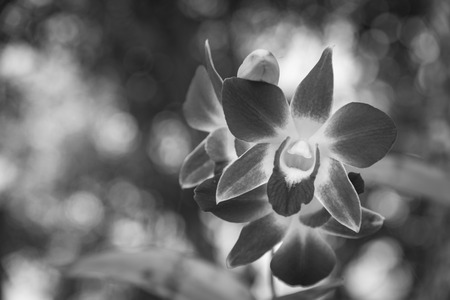 Sprig of orchid in their natural habitat , black and whiteの写真素材