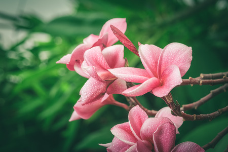 Pink plumeria on the plumeria tree, frangipani tropical flowers. , vintage toneの写真素材