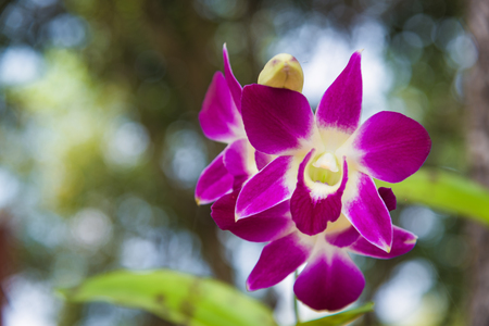 Sprig of orchid in their natural habitatの写真素材