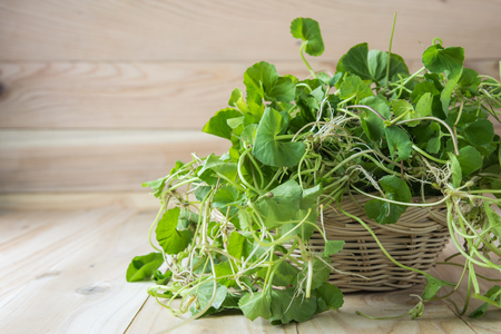 Green Asiatic Pennywort (Centella asiatica ) in a basket on wooden backgroundの写真素材