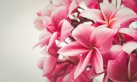 Pink plumeria on the plumeria tree, frangipani tropical flowers. , vintage toneの写真素材