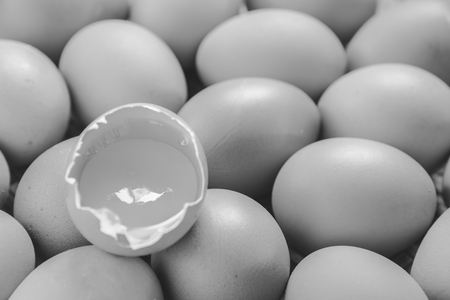 Egg on the Weave threshing basket , black and whiteの写真素材