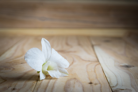 White orchid(Phalaenopsis ) on a wooden background close-upの写真素材