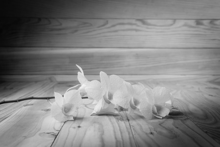 White orchid(Phalaenopsis ) on a wooden background close-up , black and whiteの写真素材