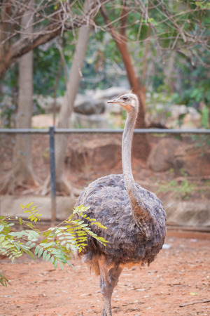 An ostrich in a zoo environment.の写真素材