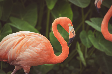 American Flamingo. The American flamingo (Phoenicopterus ruber) is a large species of flamingo, also known as the Caribbean flamingo.  vintage toneの写真素材