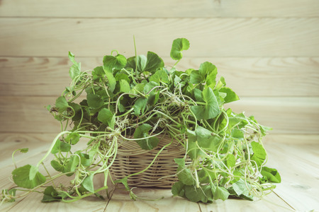 Green Asiatic Pennywort (Centella asiatica ) in a basket on wooden background , vintage toneの写真素材