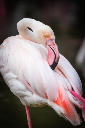 Close up of pink flamingo in zoo Thailandの写真素材