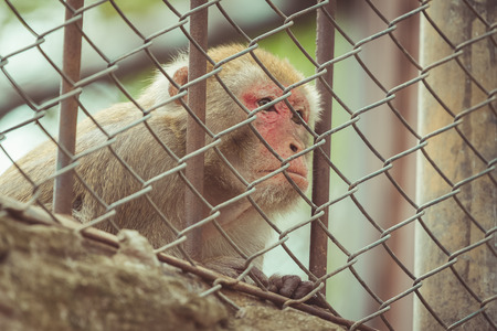 photo of a wild cute monkey at the zoo.  vintage toneの写真素材