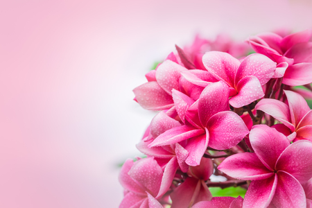 Pink plumeria on the plumeria tree, frangipani tropical flowers.の写真素材