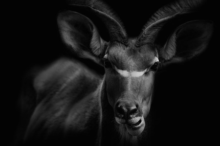 huge Kudu Bull antelope. Black and white.の写真素材