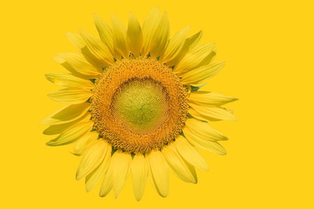 Bright sunflowers on yellow backgroundの写真素材