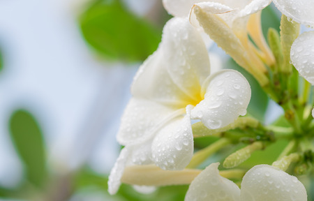 white frangipani tropical flower, plumeria flower blooming on tree, spa flower.の写真素材