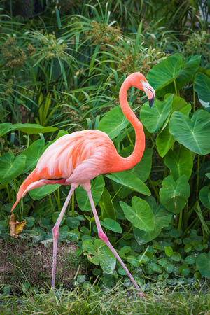 American Flamingo. The American flamingo (Phoenicopterus ruber) is a large species of flamingo, also known as the Caribbean flamingo.の写真素材